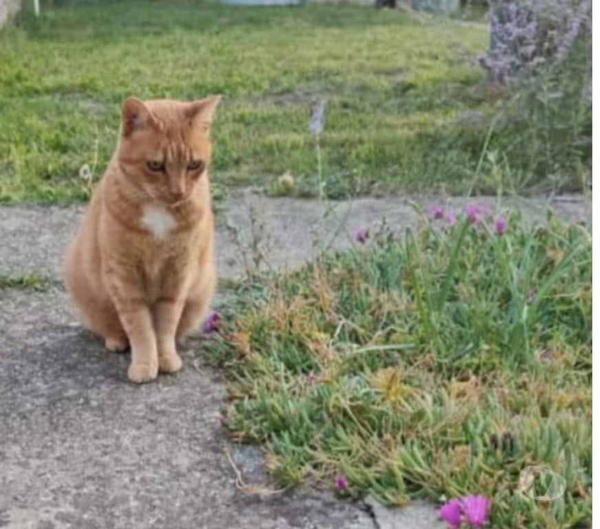 Don animaux Aude Carcassonne - Photos Vivastreet Jai et Fri 2 adorables chattes inséparables cherche sauveur