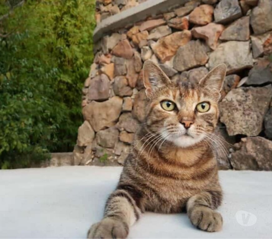 Don animaux Aude Carcassonne - Photos Vivastreet Jai et Fri 2 adorables chattes inséparables cherche sauveur