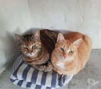 Jai et Fri 2 adorables chattes inséparables cherche sauveur