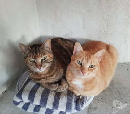 Adoption animaux Carcassonne Carcassonne - Photos Vivastreet Jai et Fri 2 adorables chattes inséparables cherche sauveur