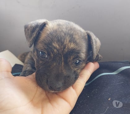 Vente Aubagne Bouches-du-Rhône - Photos Vivastreet Chiot Jack russel croisser chihuahua