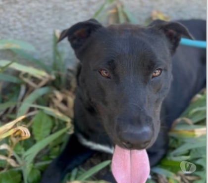 Don Caubeyres Lot-et-Garonne - Photos Vivastreet Chien UNJOY à l adoption