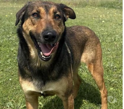 Adoption animaux Beziers Hérault - Photos Vivastreet Chien NIKITA à l adoption