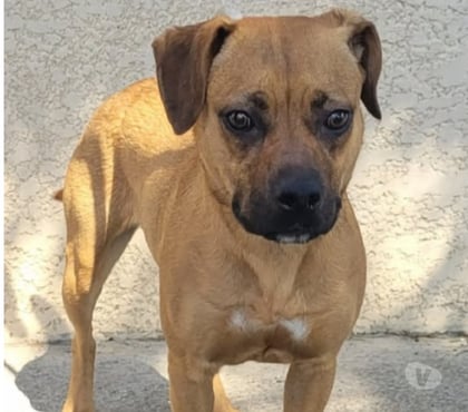 Don Beziers Hérault - Photos Vivastreet Chien ADELAIDE à l adoption