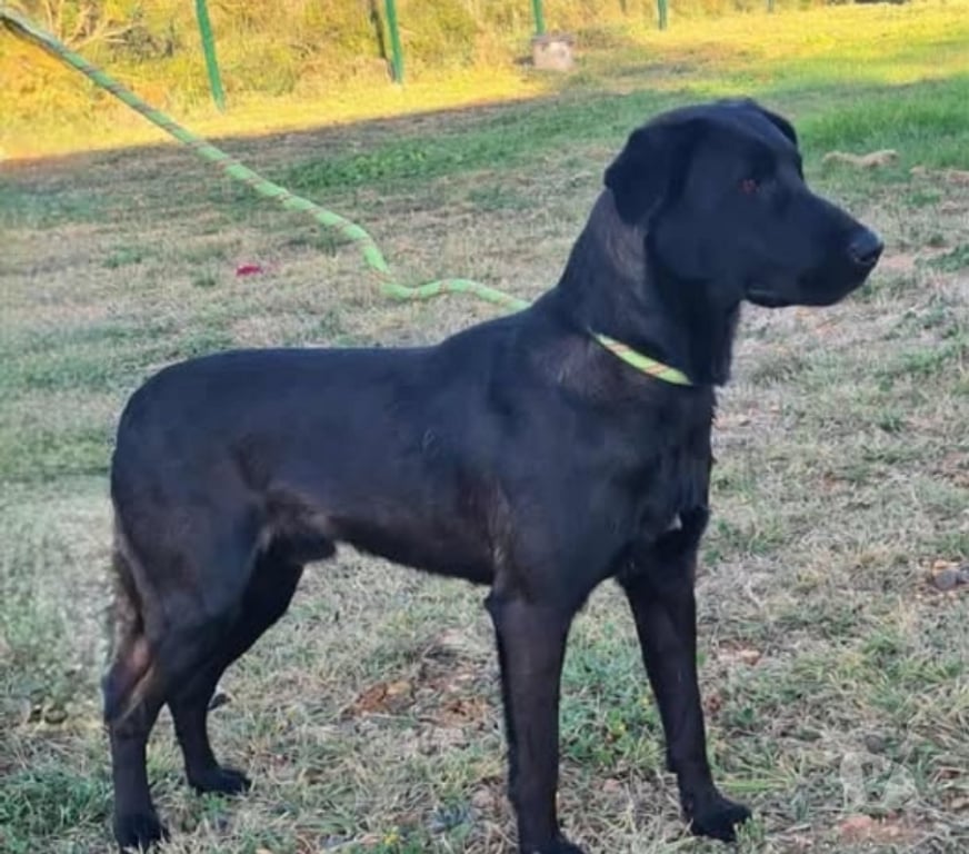 Don animaux Hérault Vias - 34450 - Photos Vivastreet Chien UBER à l adoption