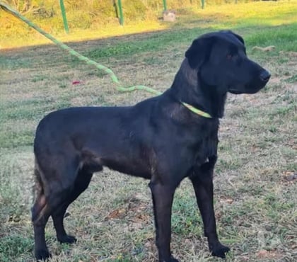 Adoption animaux Vias Hérault - Photos Vivastreet Chien UBER à l adoption
