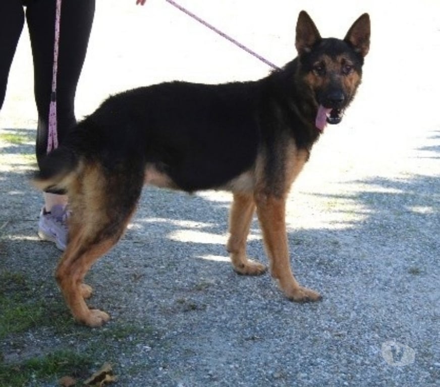 Don animaux Lot-et-Garonne Caubeyres - 47160 - Photos Vivastreet Chien TESS à l adoption