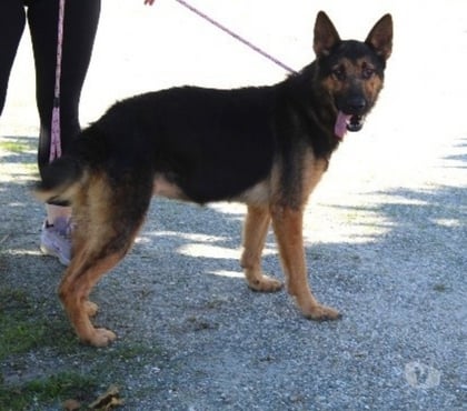 Don animaux Caubeyres Lot-et-Garonne - Photos Vivastreet Chien TESS à l adoption