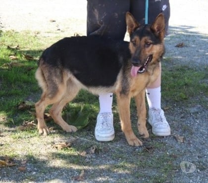 Adoption animaux Caubeyres Lot-et-Garonne - Photos Vivastreet Chien SARLAT à l adoption