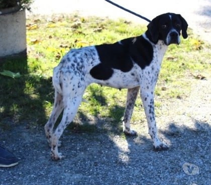 Don animaux Caubeyres Lot-et-Garonne - Photos Vivastreet Chien RAPHIA à l adoption