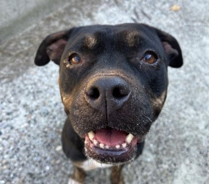 Adoption animaux Caubeyres Lot-et-Garonne - Photos Vivastreet Chien RANA à l adoption