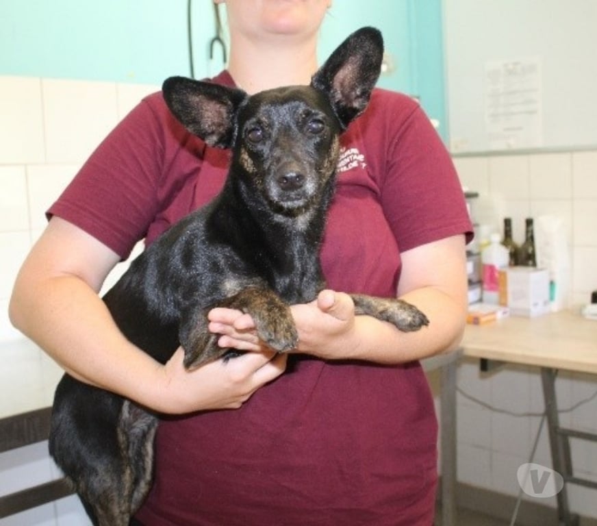 Don animaux Lot-et-Garonne Caubeyres - 47160 - Photos Vivastreet Chien OLGA à l adoption