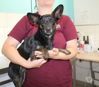 Don animaux Caubeyres Lot-et-Garonne - Photos Vivastreet Chien OLGA à l adoption