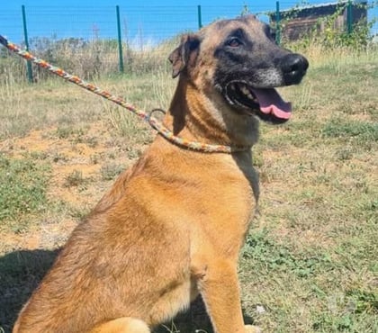 Don animaux Vias Hérault - Photos Vivastreet Chien NEXUS à l adoption