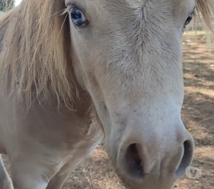 Services, accessoires animaux Clamecy Clamecy - Photos Vivastreet SAILLIE cheval miniature, mini poney