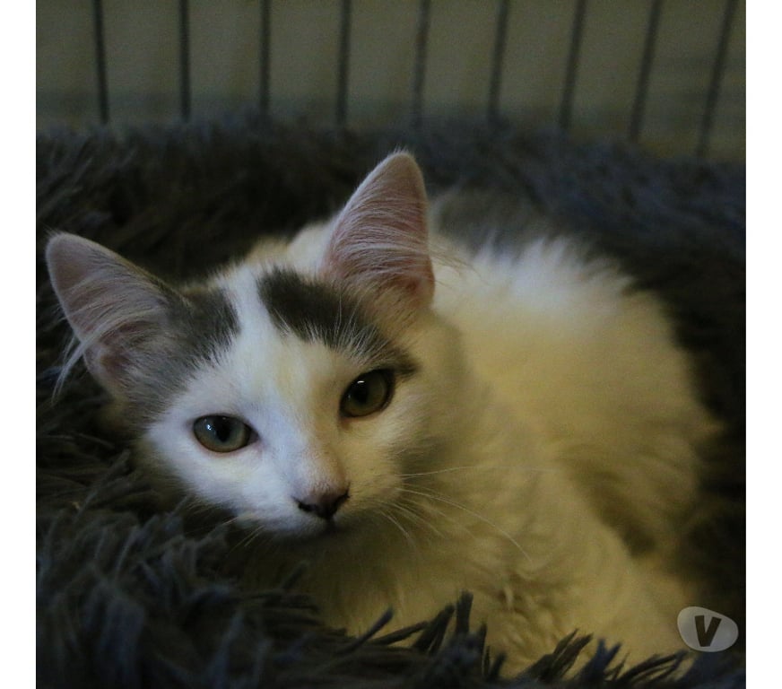Don animaux Rhône Lyon - Photos Vivastreet AGLAE, chatonne câline et douce