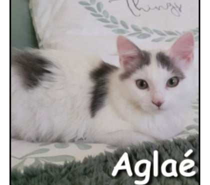 Adoption animaux Lyon Lyon - Photos Vivastreet AGLAE, chatonne câline et douce