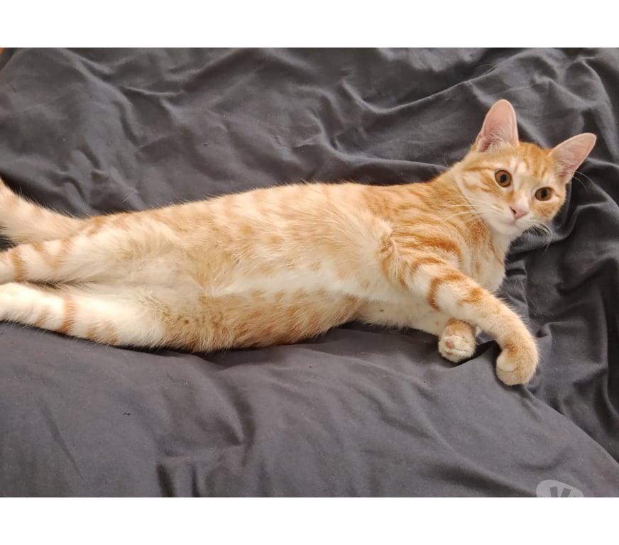 Don animaux Rhône Lyon - Photos Vivastreet ASKIP, chaton câlin et joueur