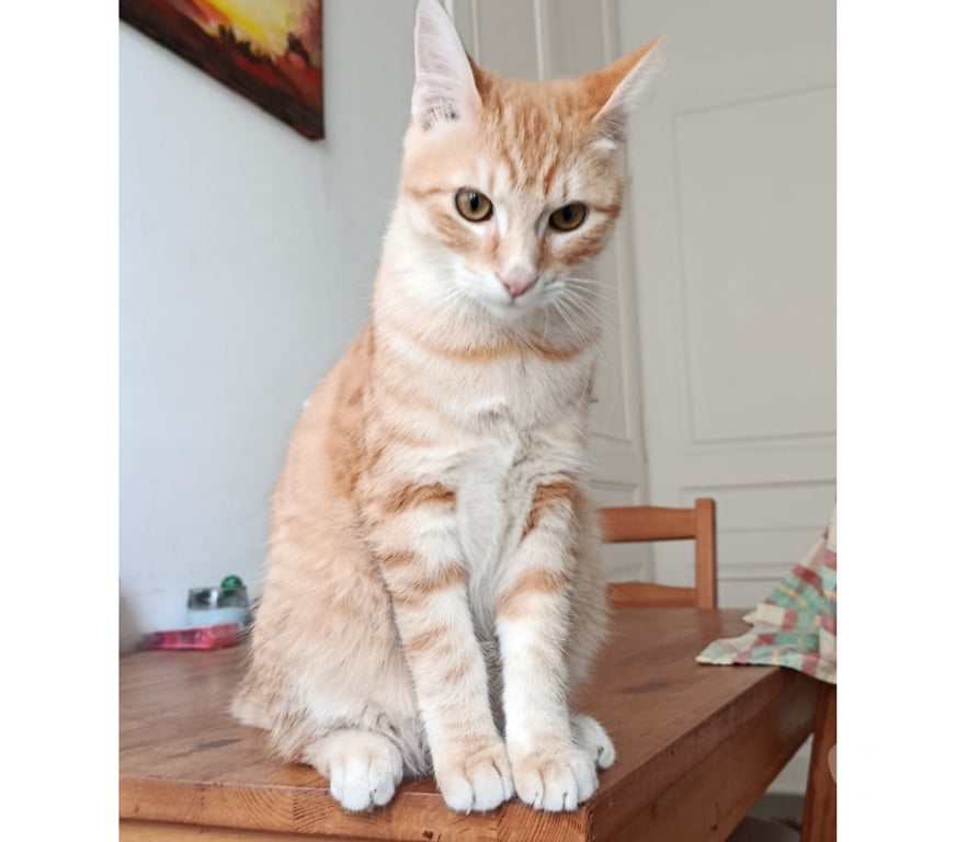 Don animaux Rhône Lyon - Photos Vivastreet ASKIP, chaton câlin et joueur