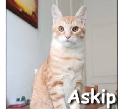 Don animaux Lyon Lyon - Photos Vivastreet ASKIP, chaton câlin et joueur
