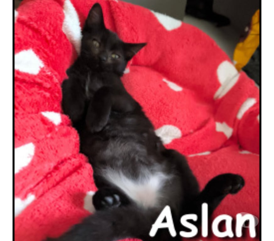 Don animaux Rhône Lyon - Photos Vivastreet ASLAN, chaton câlin et joueur