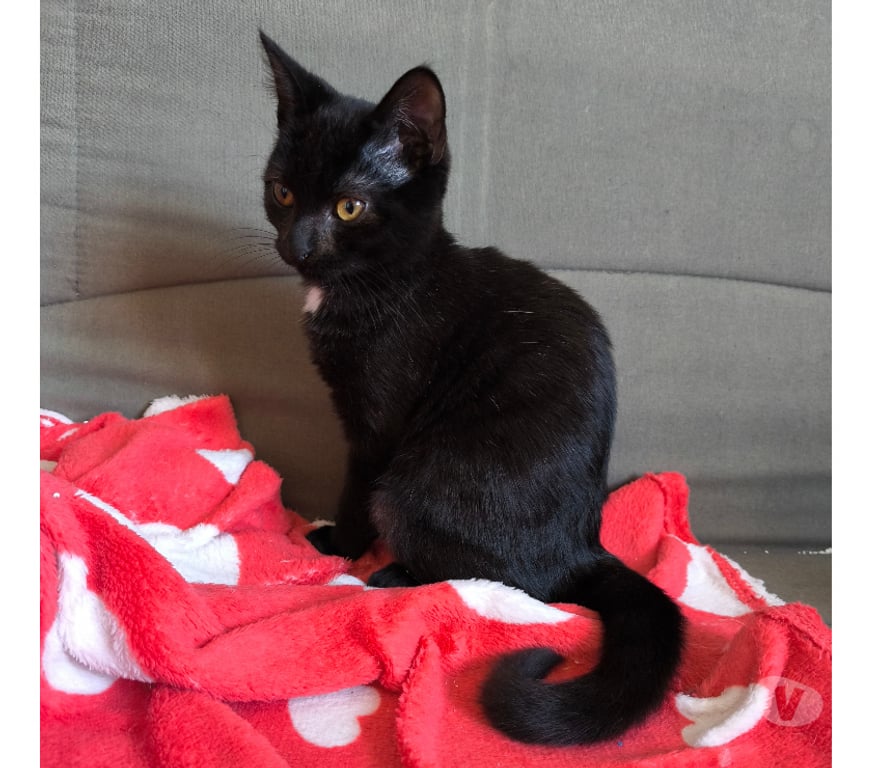 Don animaux Rhône Lyon - Photos Vivastreet ASLAN, chaton câlin et joueur