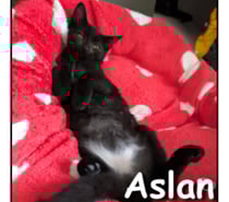 ASLAN, chaton câlin et joueur