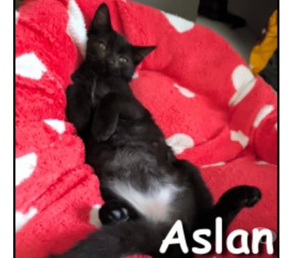 Adoption animaux Lyon Lyon - Photos Vivastreet ASLAN, chaton câlin et joueur
