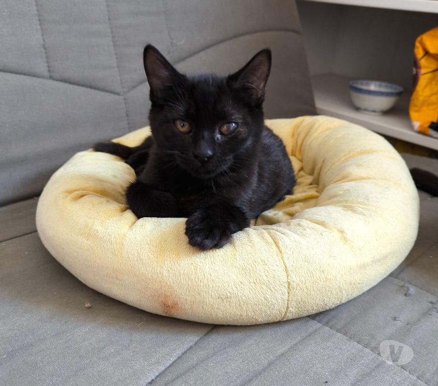 Don animaux Rhône Lyon - Photos Vivastreet ASTRO, chaton doux et câlin