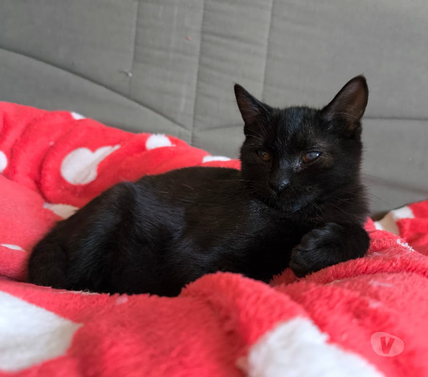 Don animaux Rhône Lyon - Photos Vivastreet ASTRO, chaton doux et câlin