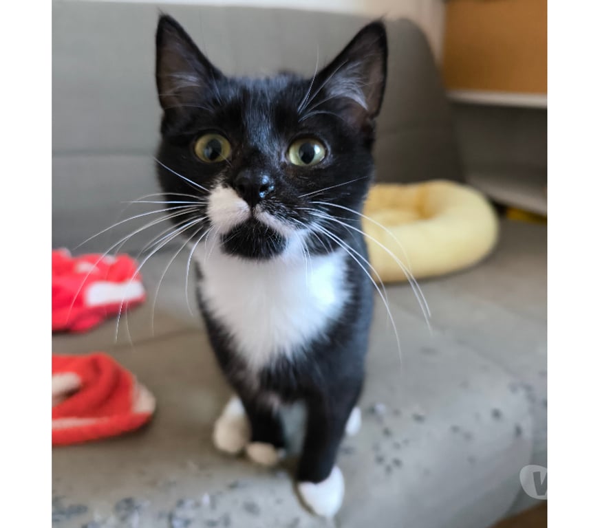 Don animaux Rhône Lyon - Photos Vivastreet ARSENE, chaton câlin et sociable