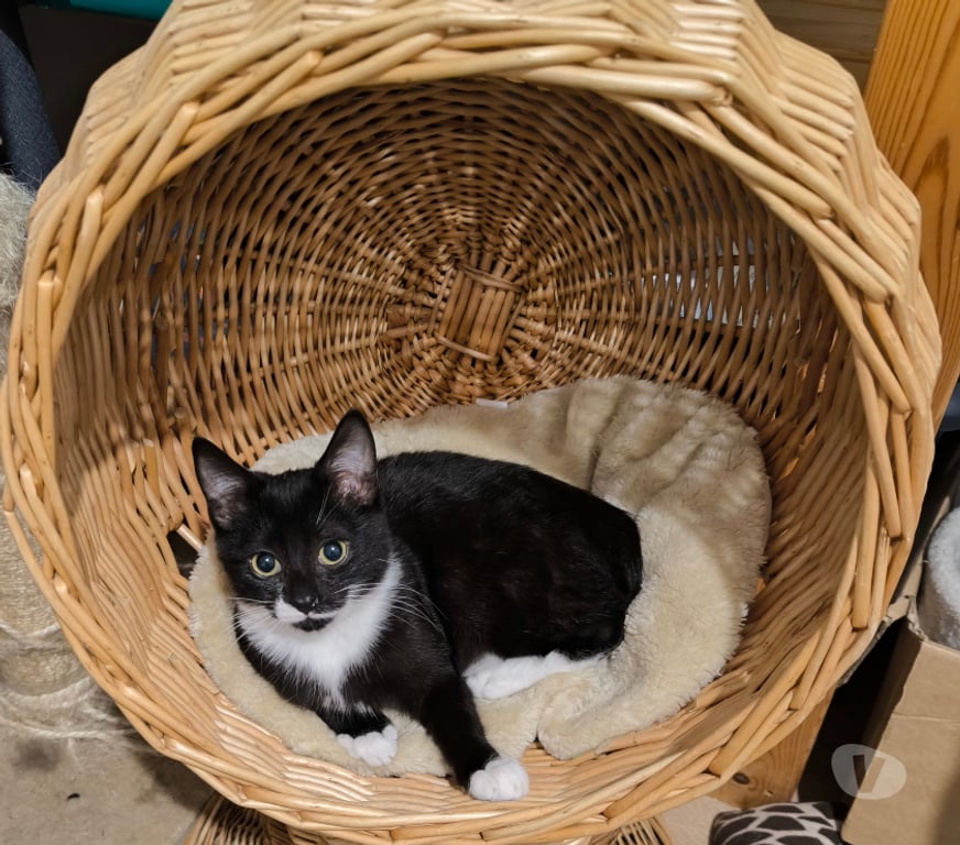 Don animaux Rhône Lyon - Photos Vivastreet ARSENE, chaton câlin et sociable