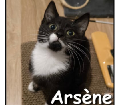 Adoption animaux Lyon Lyon - Photos Vivastreet ARSENE, chaton câlin et sociable