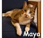 MAYA, minette attachante et curieuse