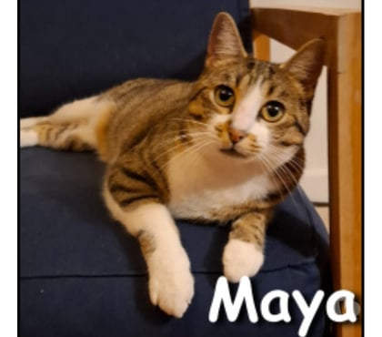 Don animaux Lyon Lyon - Photos Vivastreet MAYA, minette attachante et curieuse