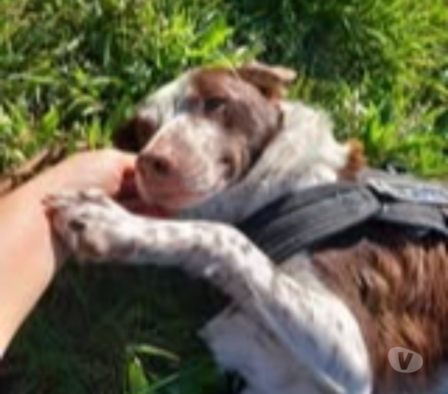Don animaux Vaucluse Avignon - 84000 - Photos Vivastreet Chien SONIA à l adoption