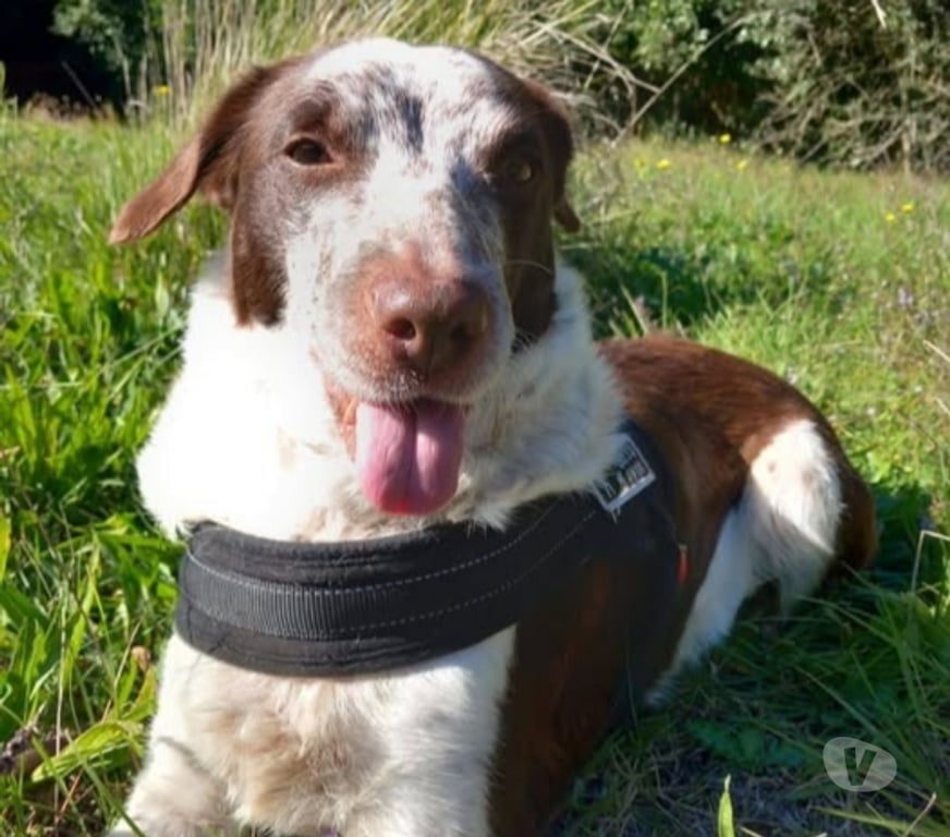 Don animaux Vaucluse Avignon - 84000 - Photos Vivastreet Chien SONIA à l adoption