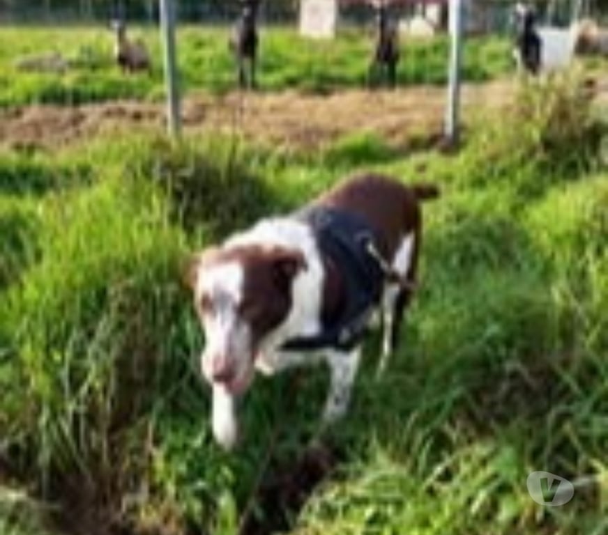 Don animaux Vaucluse Avignon - 84000 - Photos Vivastreet Chien SONIA à l adoption