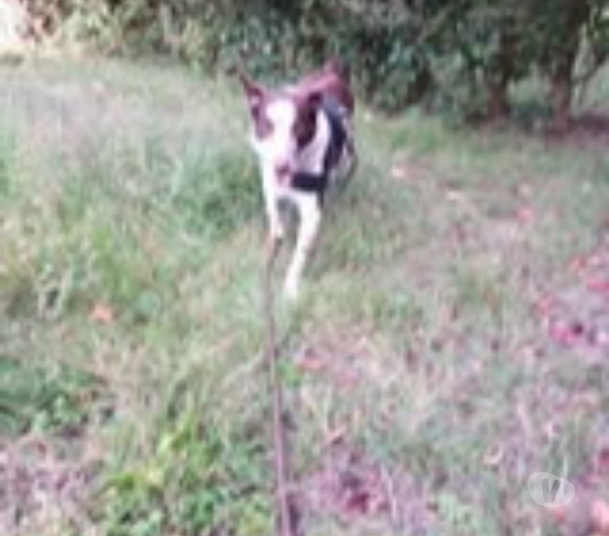 Don animaux Vaucluse Avignon - 84000 - Photos Vivastreet Chien SONIA à l adoption