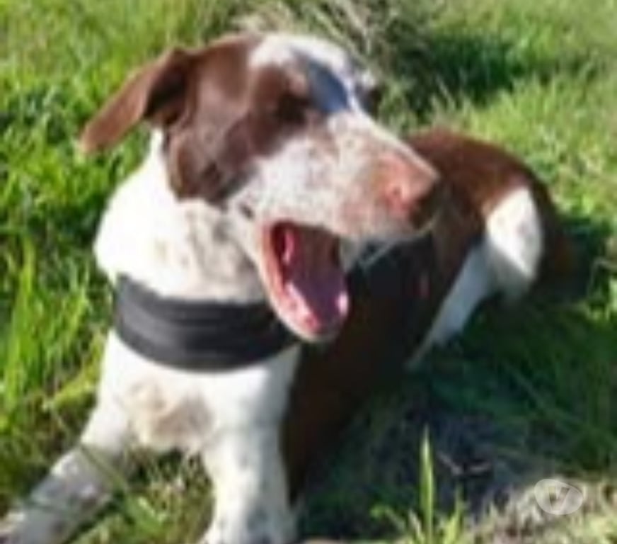 Don animaux Vaucluse Avignon - 84000 - Photos Vivastreet Chien SONIA à l adoption