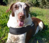 Chien SONIA à l adoption