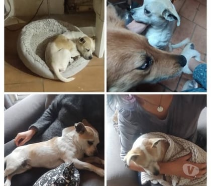 Adoption animaux Romans sur Isere Drôme - Photos Vivastreet Chien BILLY à l adoption