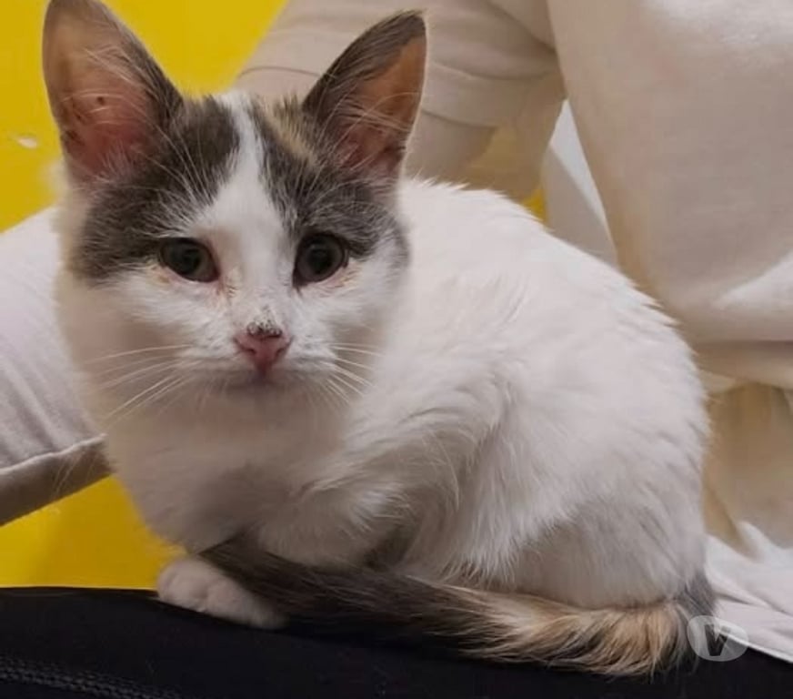 Don animaux Drôme Tain l'Hermitage - 26600 - Photos Vivastreet Chien PLUME à l adoption