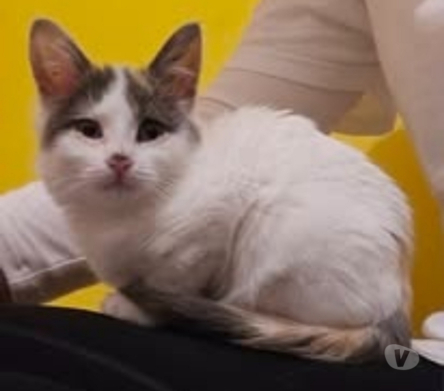 Don animaux Drôme Tain l'Hermitage - 26600 - Photos Vivastreet Chien PLUME à l adoption