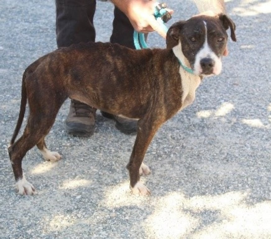 Don animaux Lot-et-Garonne Caubeyres - 47160 - Photos Vivastreet Chien EDEN à l adoption