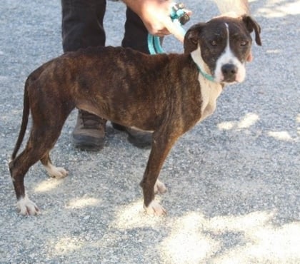Adoption animaux Caubeyres Lot-et-Garonne - Photos Vivastreet Chien EDEN à l adoption