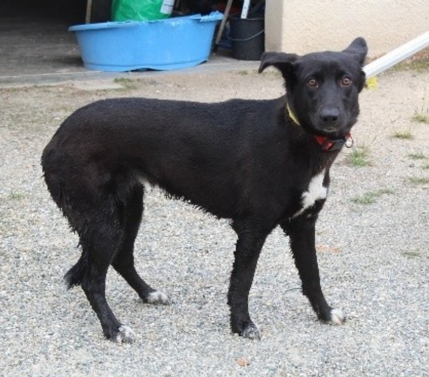 Don animaux Lot-et-Garonne Caubeyres - 47160 - Photos Vivastreet Chien CALI à l adoption
