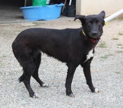 Adoption animaux Caubeyres Lot-et-Garonne - Photos Vivastreet Chien CALI à l adoption