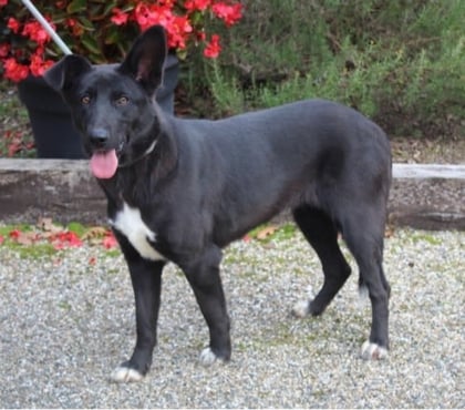 Adoption animaux Caubeyres Lot-et-Garonne - Photos Vivastreet Chien CALI à l adoption