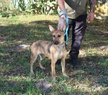 Chien ADN à l adoption